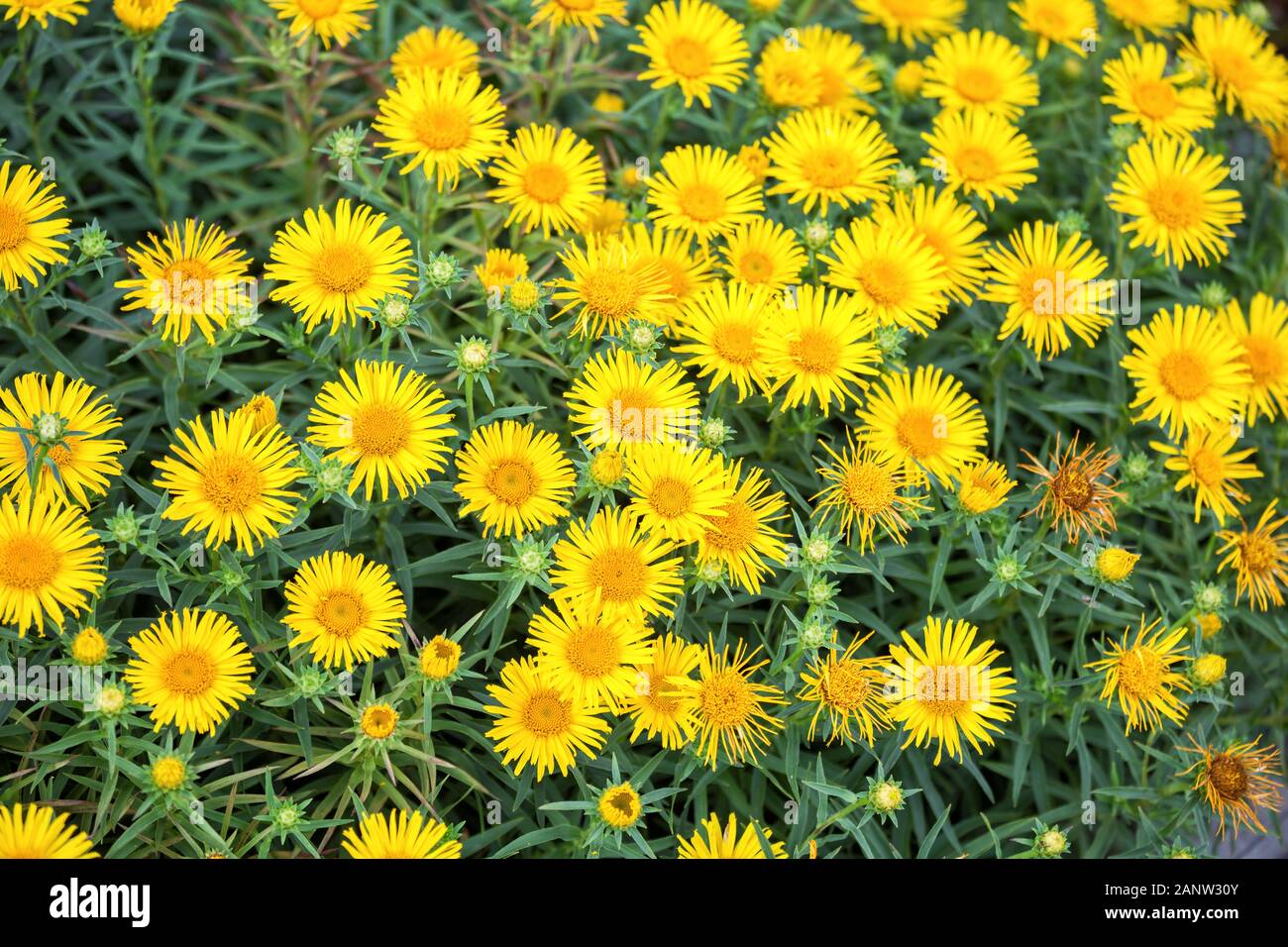 Natural floral background. Many yellow flowers of Inula ensifolia. Medicinal plant Stock Photo