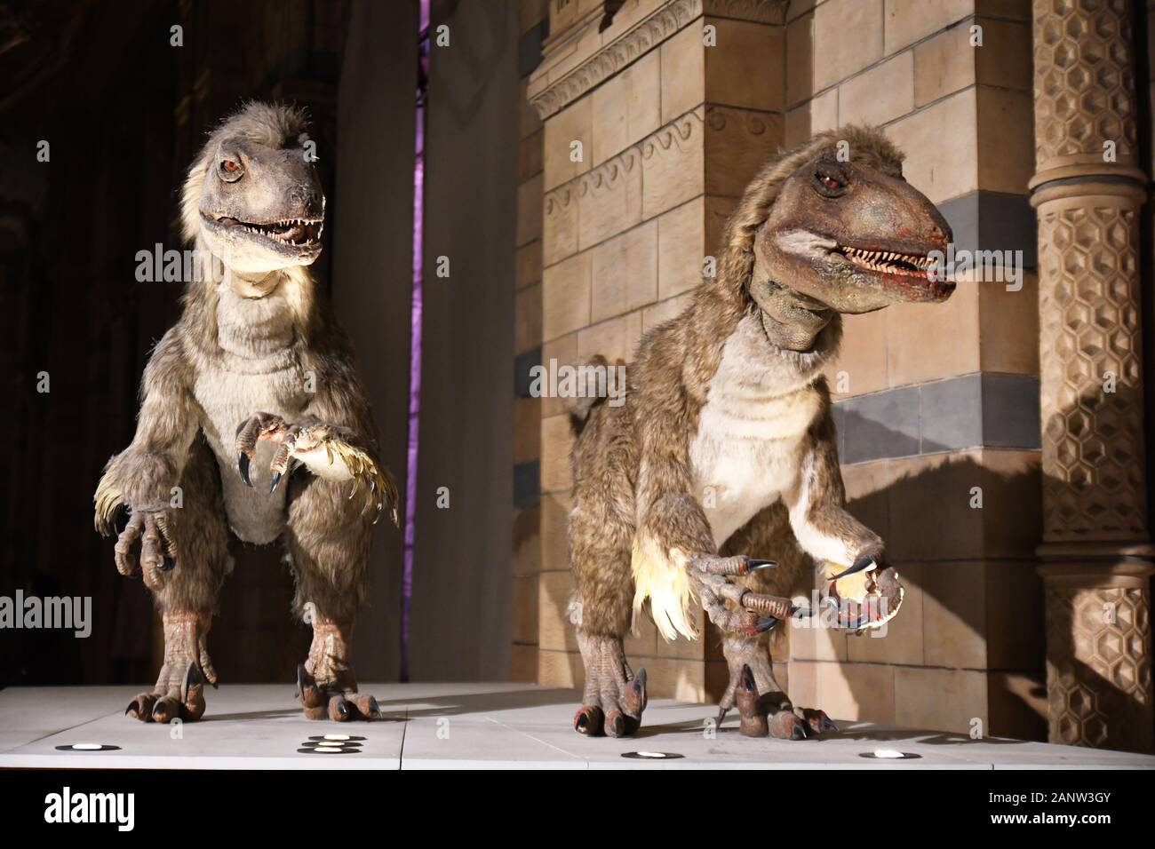 Moving animatronic dinosaurs in the Dinosaur Gallery at the Natural History Museum, London, England, UK Stock Photo