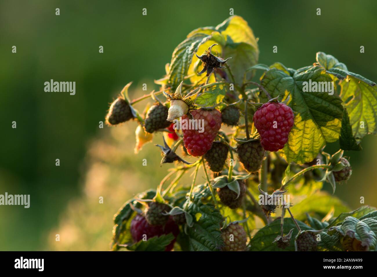 detail of raspberry bushes growing in the field in summer during sunset