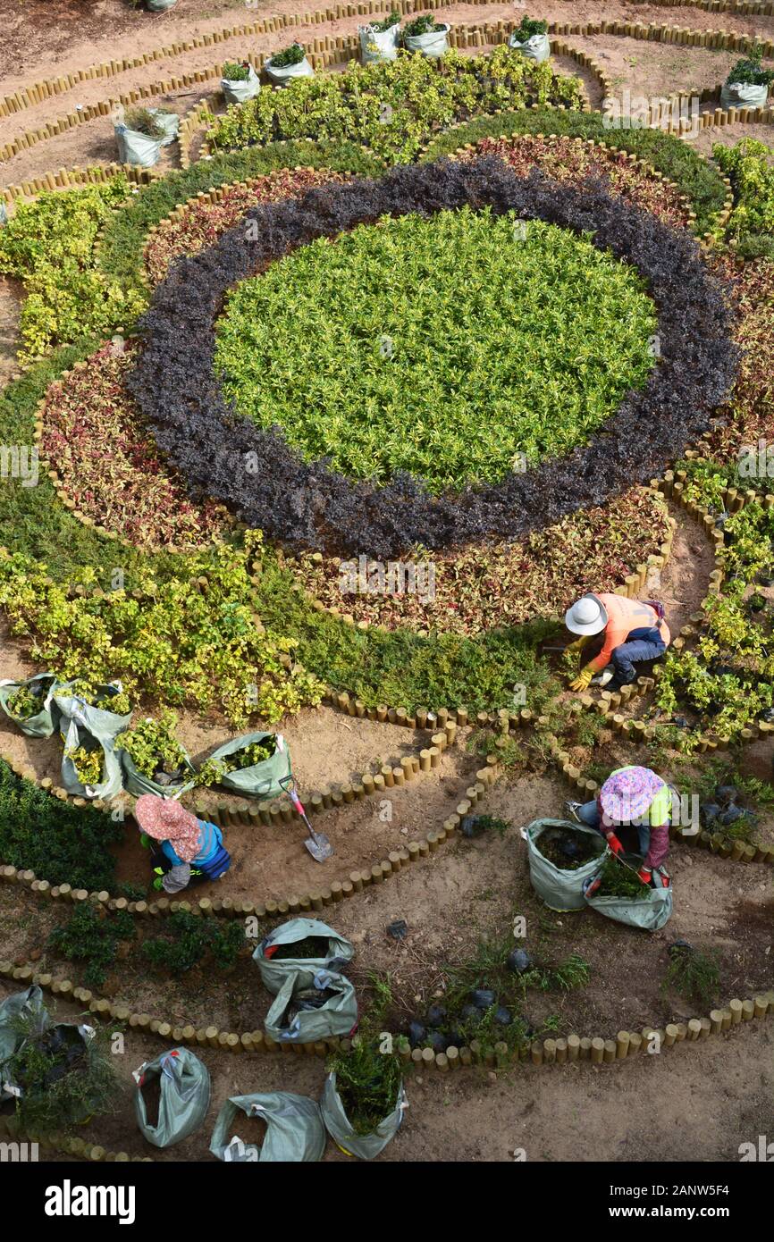 Women work on planting a garden pattern at the pedestrian overpass in Quarry Bay Park in Hong Kong. Stock Photo
