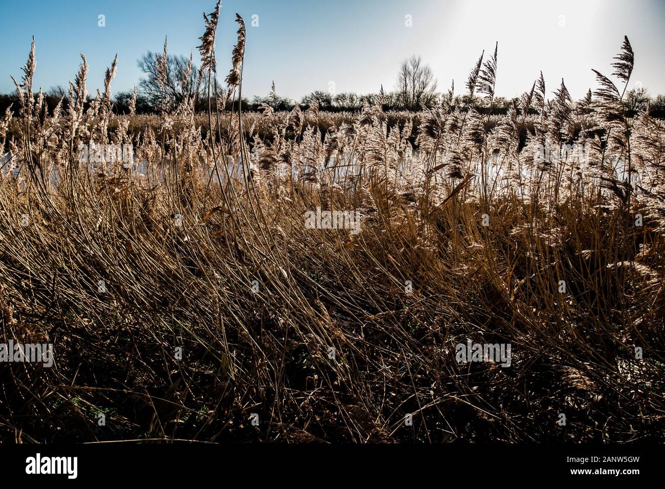 Wintry sunshine and reed beds along the River Cam, Cambridgeshire. Stock Photo