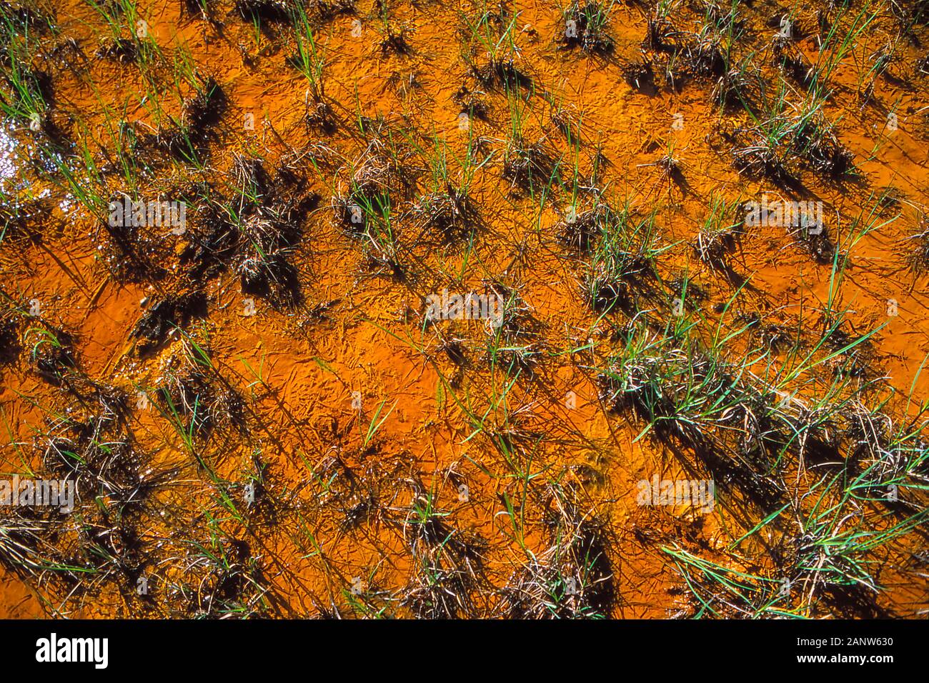 Red and orange ochre clay fields, Kootenay National Park  Canada. Stock Photo