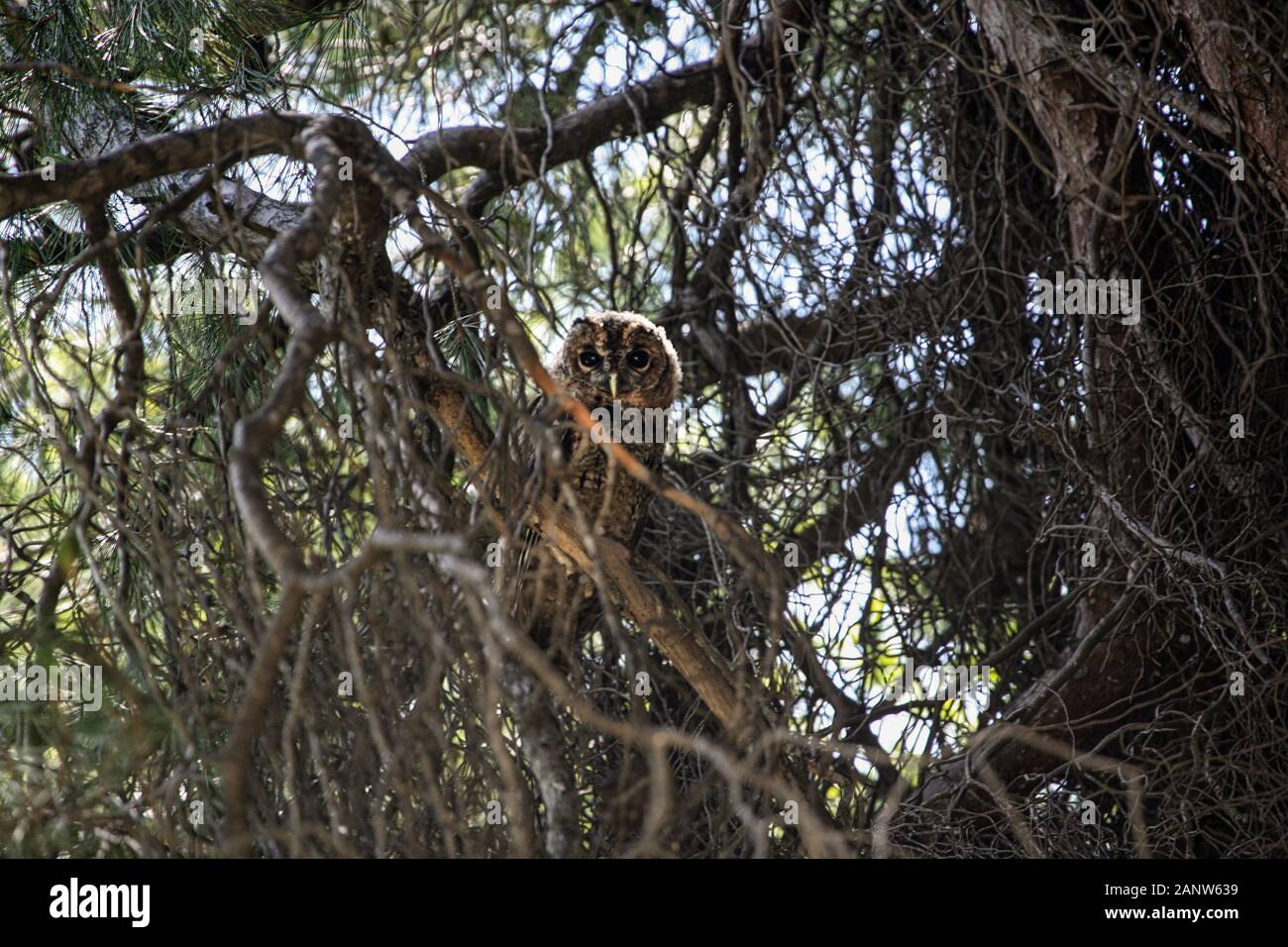 A wood owl peers down from it's camouflaged perch in a dense tree Stock Photo