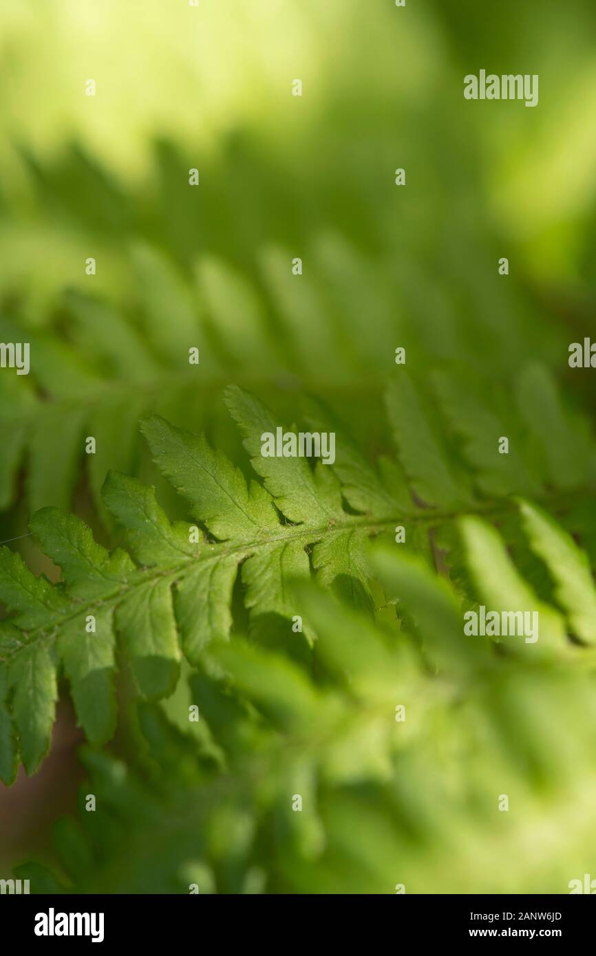 A Close-Up of Dappled Sunlight Falling on a Fern Leaf (Pteridium Aquilinum) Stock Photo