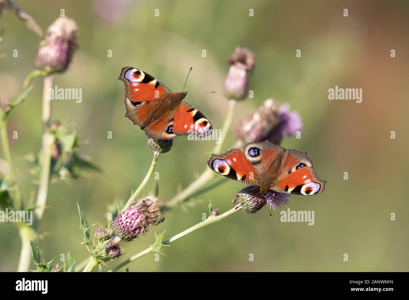 A Pair of Peacock Butterflies (Aglais Io) Side by Side on the Flowers of Creeping Thistle (Cirsium Arvense) Stock Photo