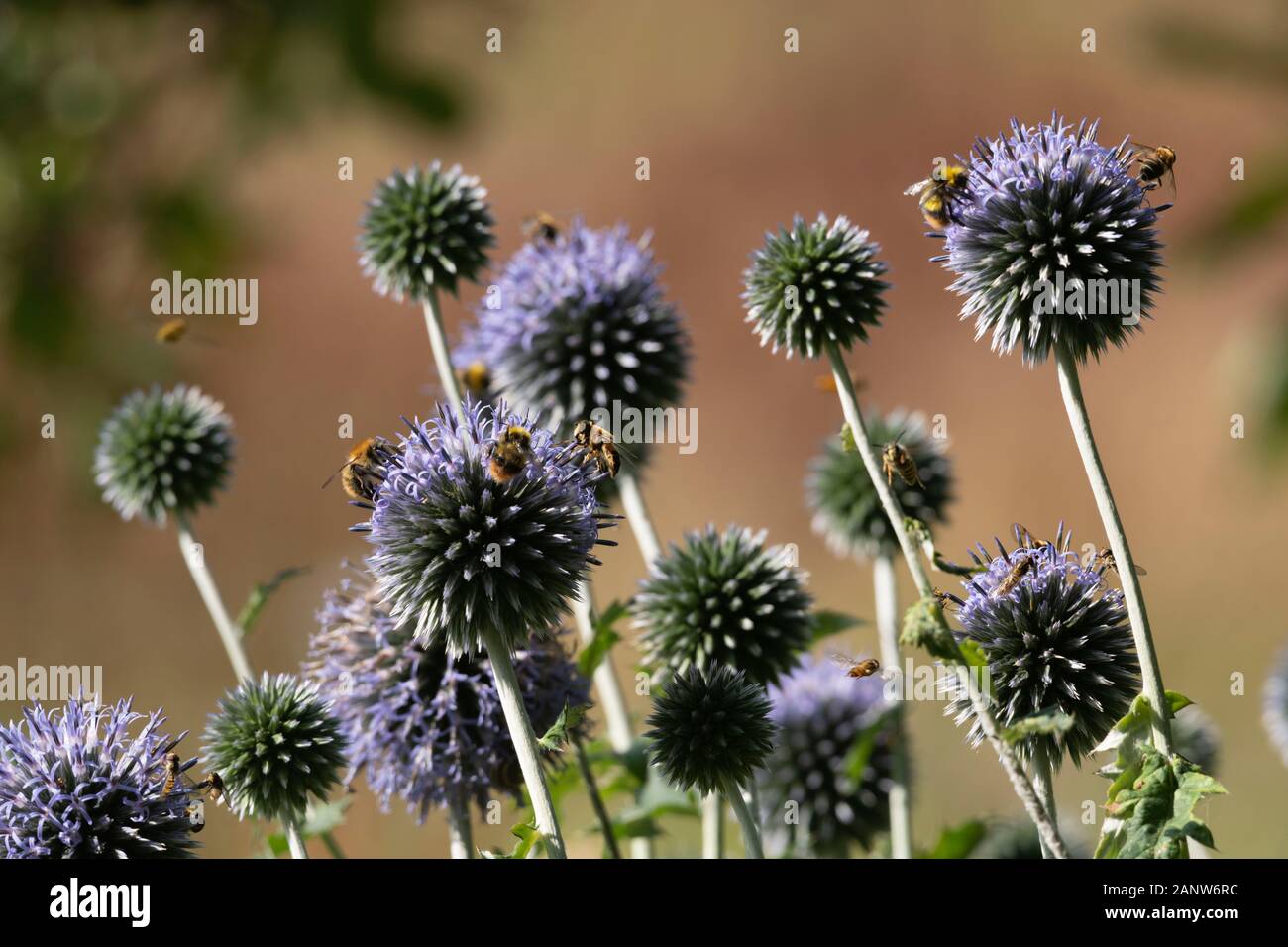 A Variety of Pollinating Insects Gather on a Globe Thistle Plant (Echinops Bannaticus) in a Garden in Aberdeenshire, Scotland Stock Photo