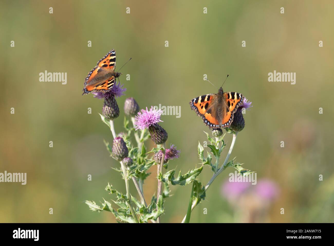 Two Small Tortoiseshell Butterflies (Aglais Urticae) Feeding on the Flowers of a Creeping Thistle (Cirsium Arvense) in Summer Stock Photo