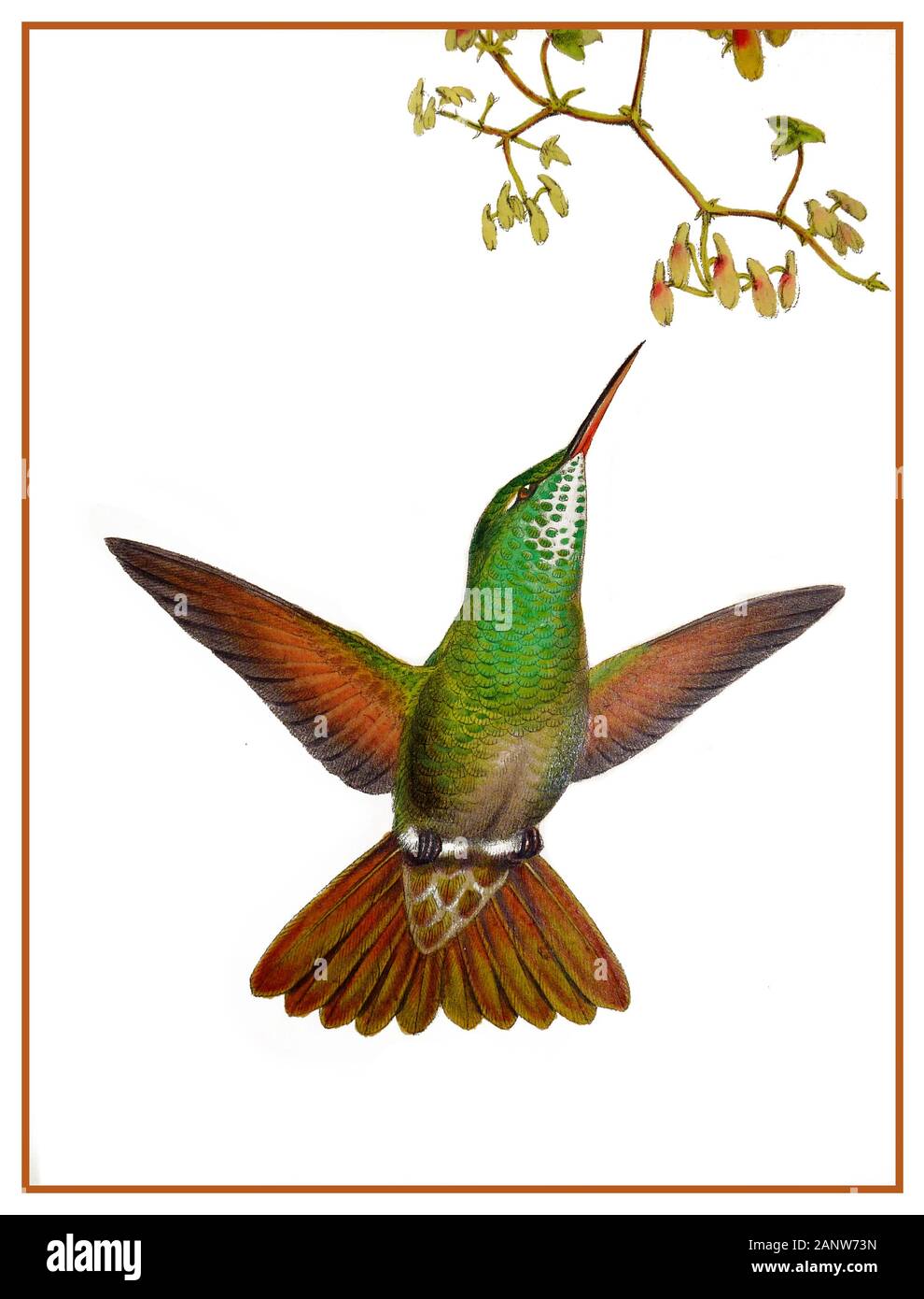 VINTAGE HUMMINGBIRD LITHOGRAPH John Gould (1804-1881) was a prolific bird artist and the most celebrated ornithologist of Victorian Britain Hummingbirds are birds native to the Americas and constituting the biological family Trochilidae. Stock Photo