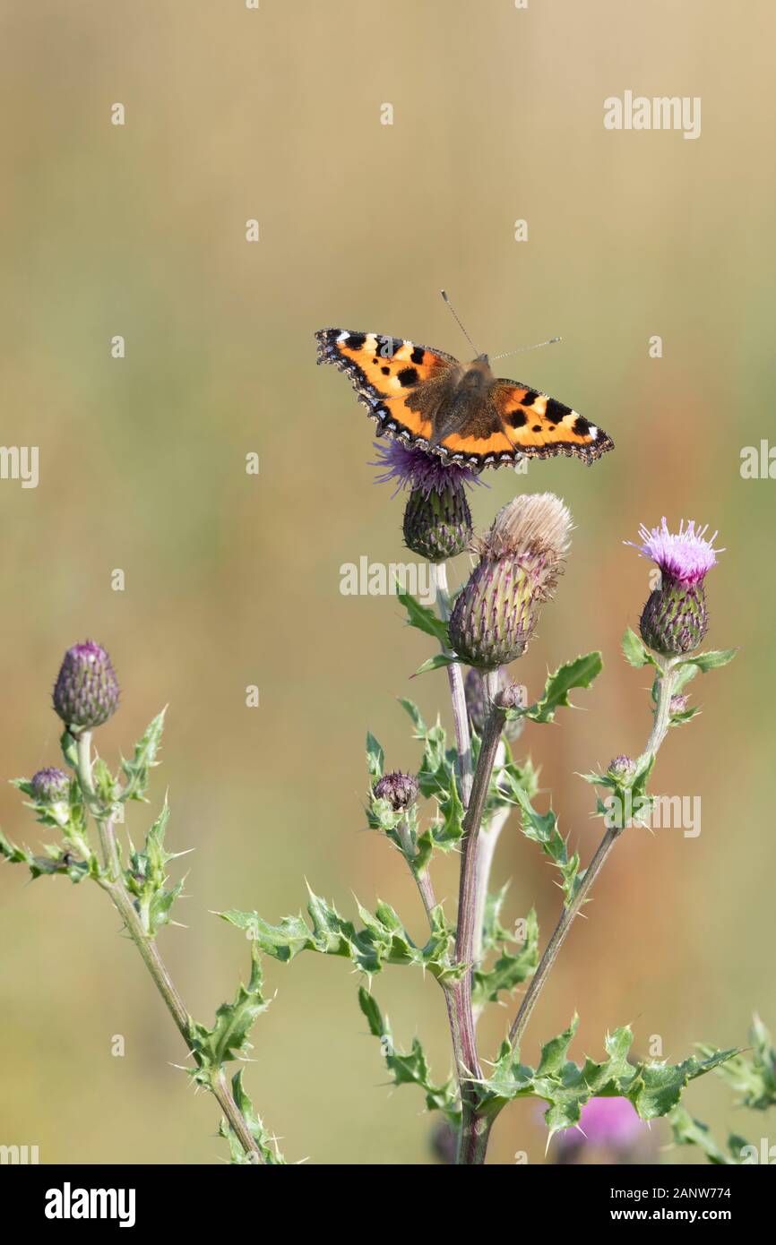 A Small Tortoiseshell Butterfly (Aglais Urticae) Feeds on the Flowers of a Creeping Thistle (Cirsium Arvense) on a Sunny Afternoon Stock Photo