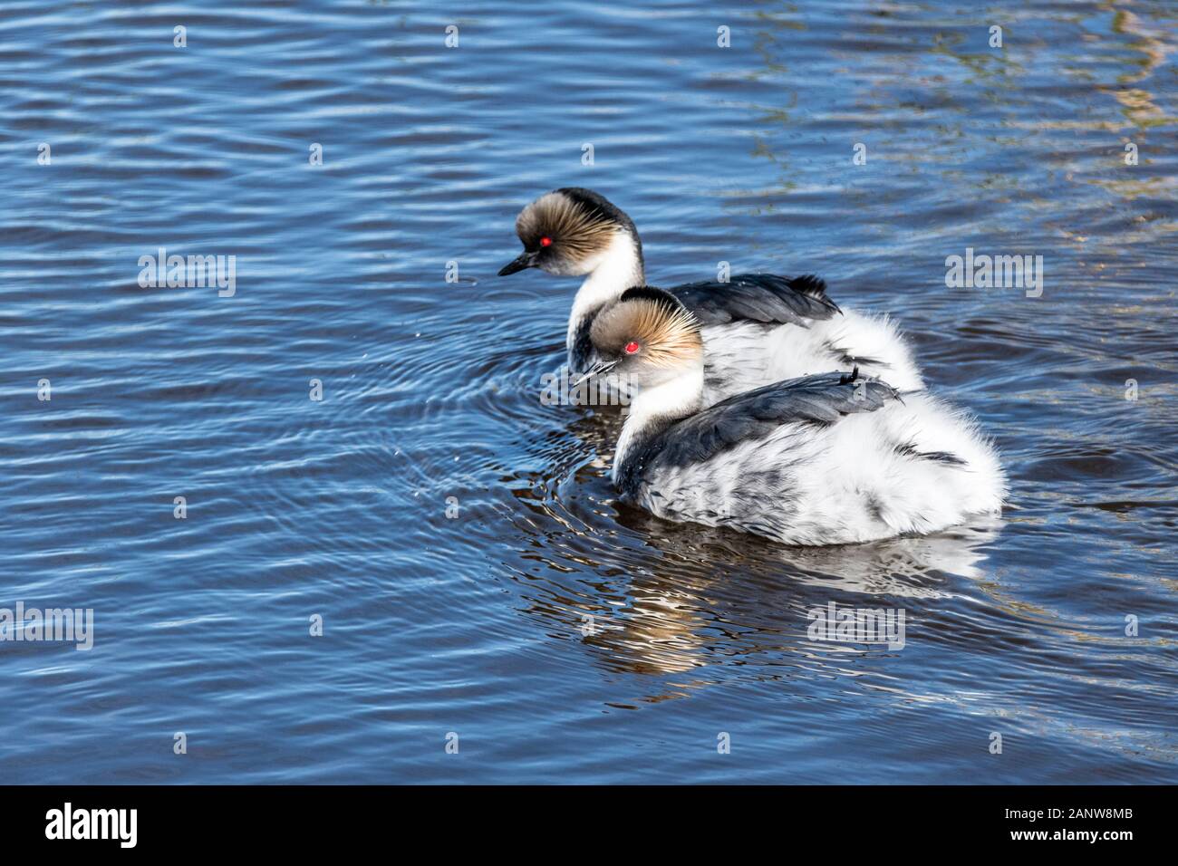 Pair of Silvery Grebes, Podiceps occipitalis, swimming together on Long Pond, Sea Lion Island, Falkland Islands Stock Photo