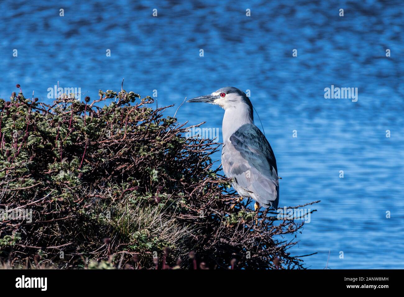 Black-crowned Night Heron, Nycticorax nycticorax cyanocephalus, standing on the shore of Long Pond, Sea Lion Island, Falkland Islands, South Atlantic Stock Photo