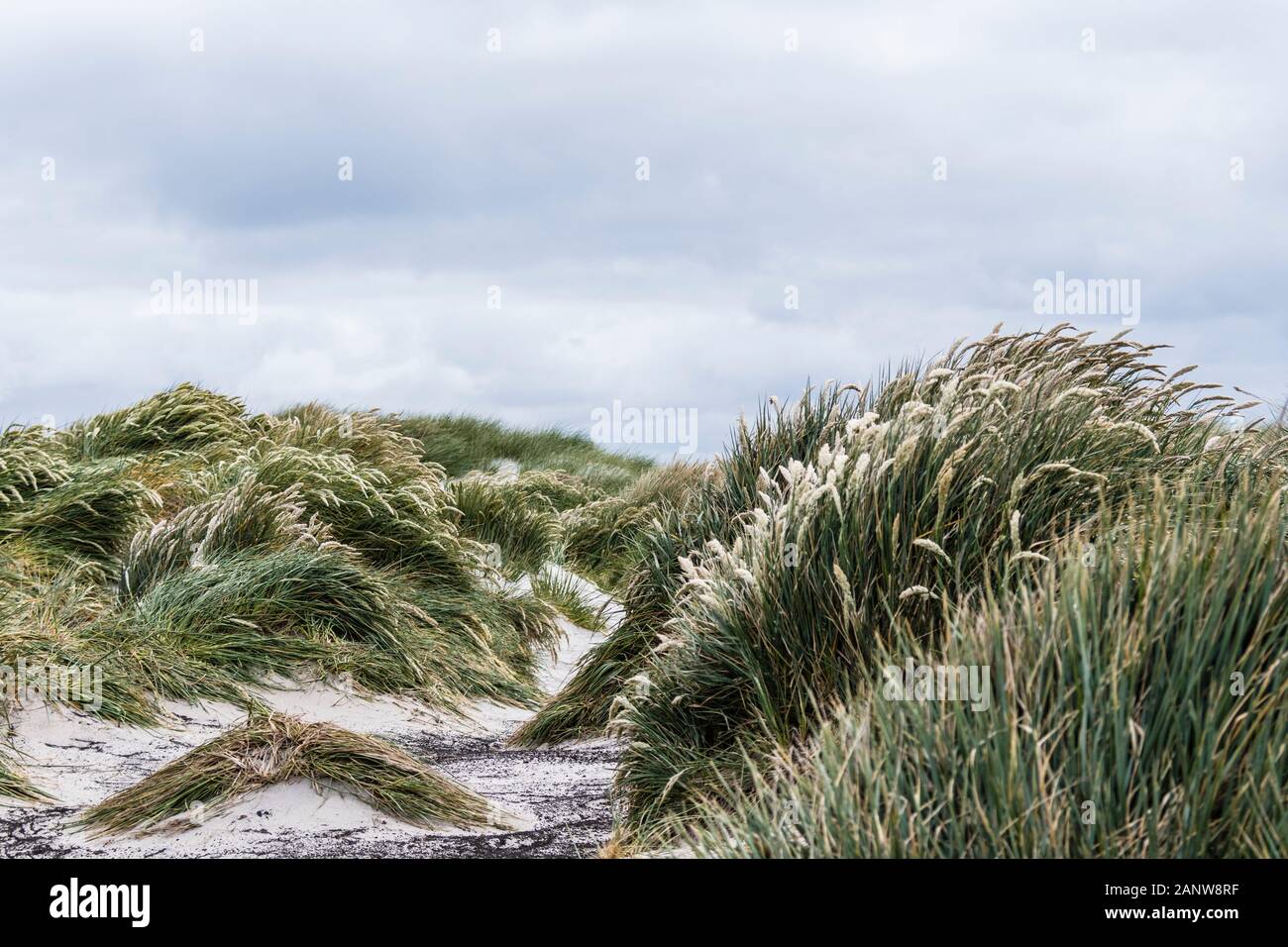 Tussock grass Poa flabellata, growing on sand dunes at the beach on Sea Lion Island, Falkland Islands, South Atlantic Ocean Stock Photo