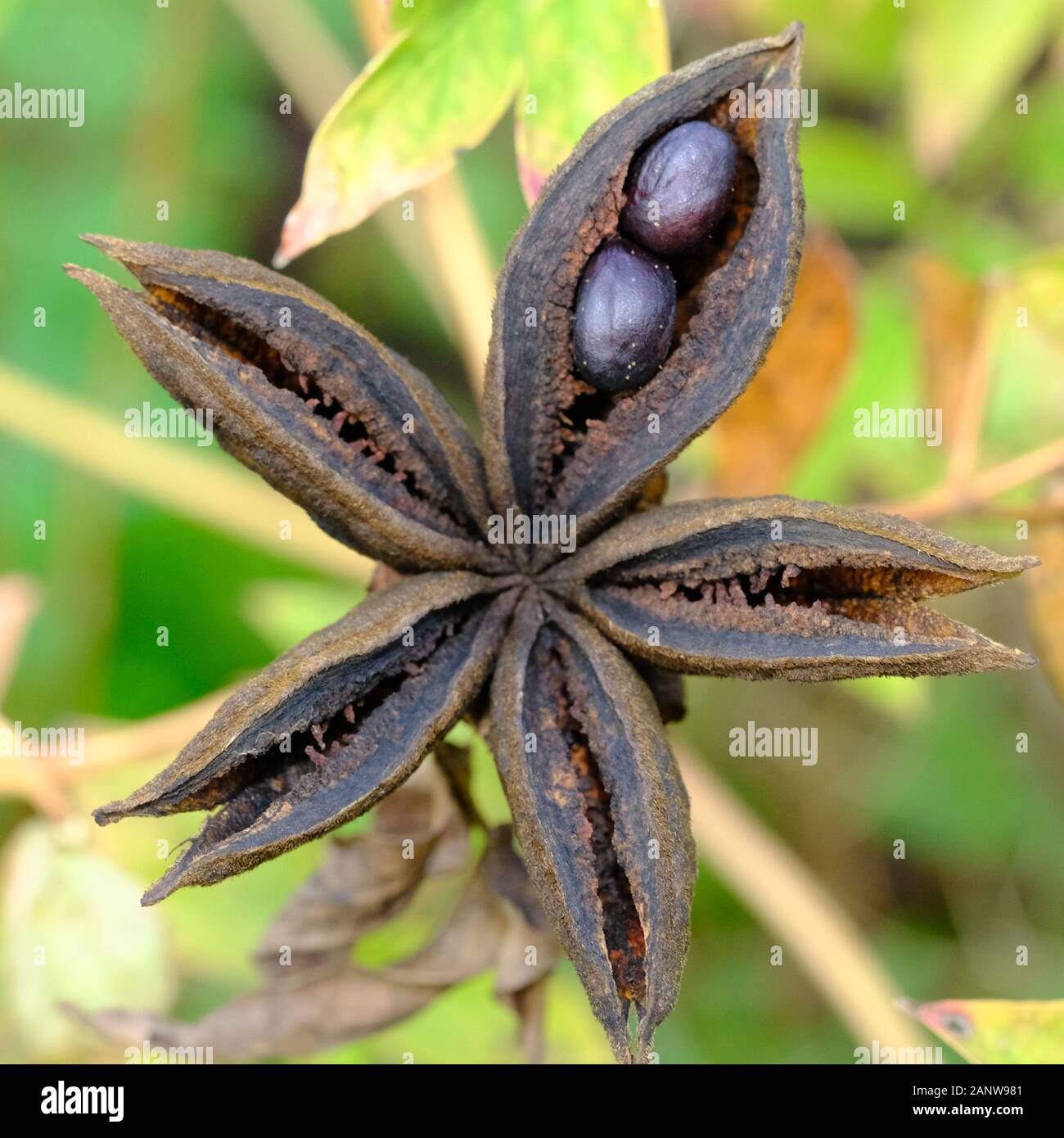 Tree Peony, Seed Heads, Paeonia suffruticosa, Seed, Propigating, Horticulture, Horticulture, Brown Seeds, Asiatic, Japanese, Country Garden, Cheshire. Stock Photo
