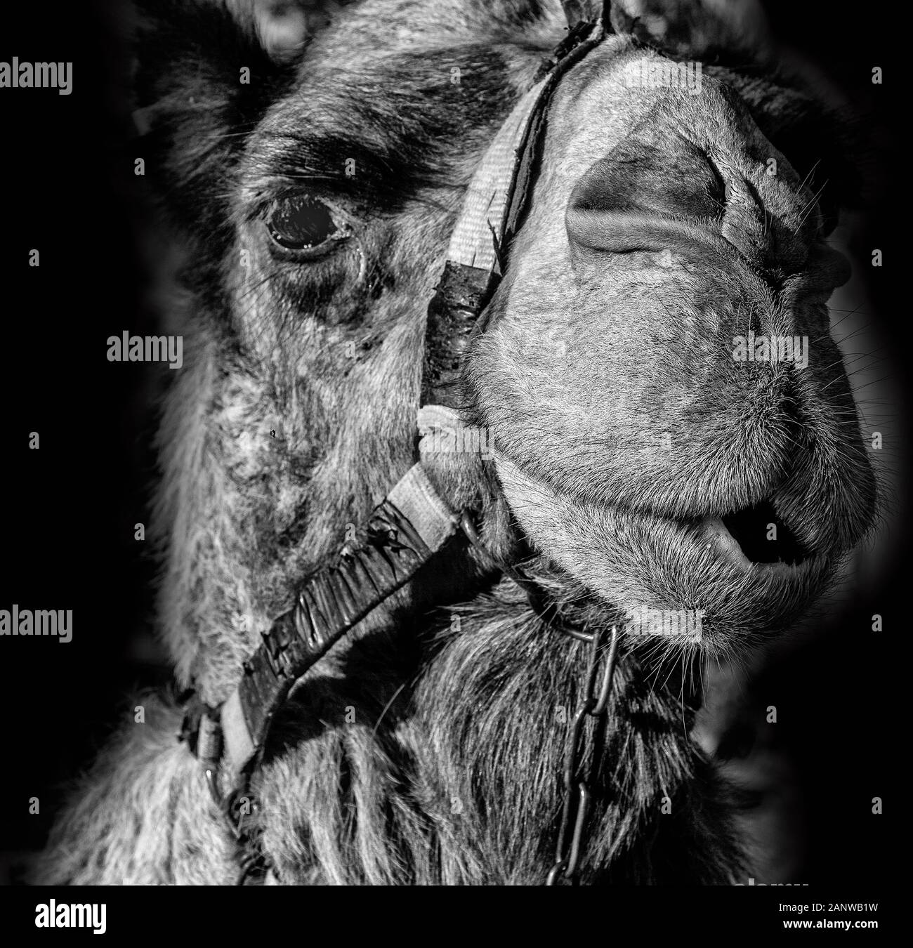 Camel black and white hi-res stock photography and images - Alamy