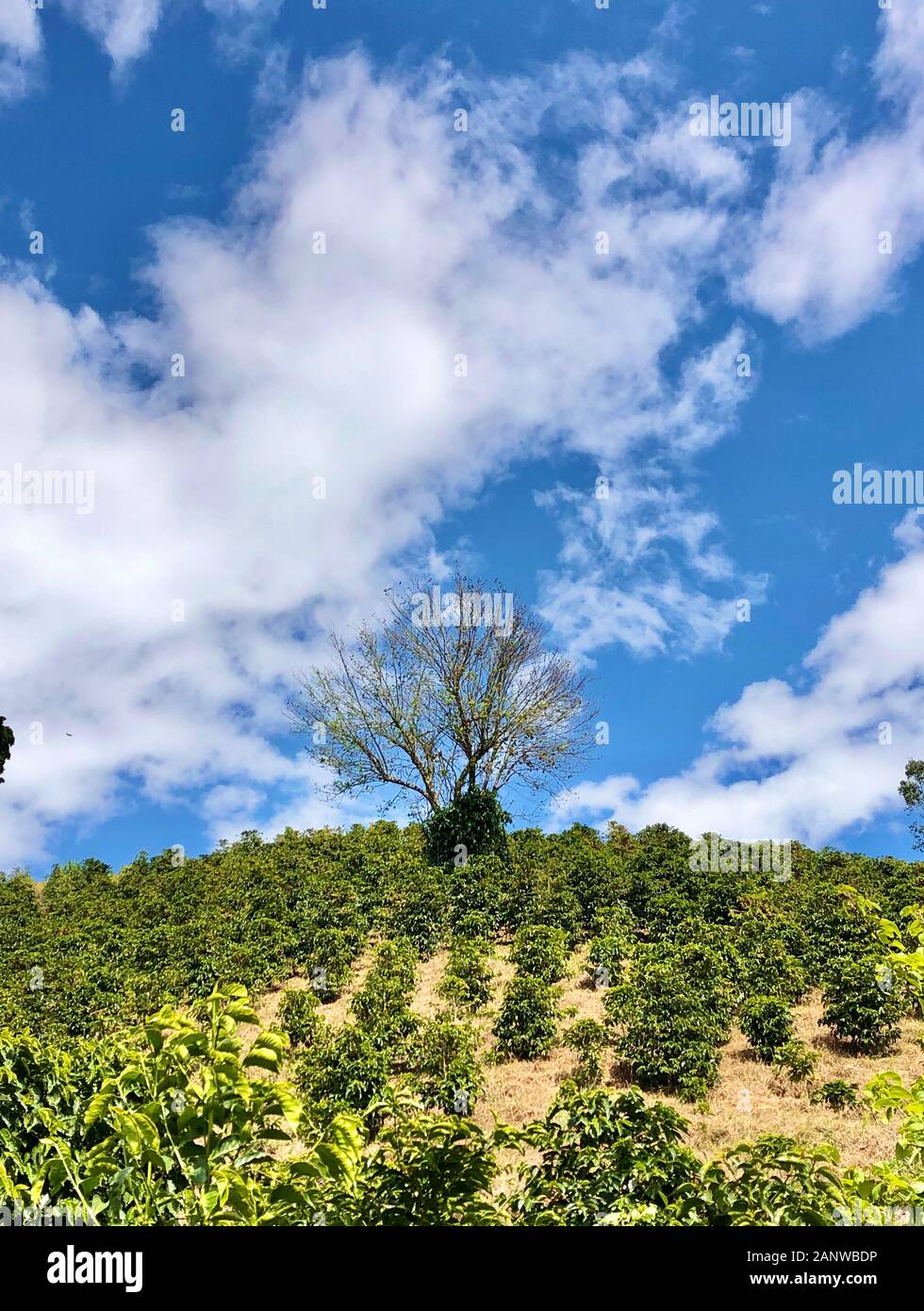 Coffee Plantation in Costa Rica Stock Photo Alamy