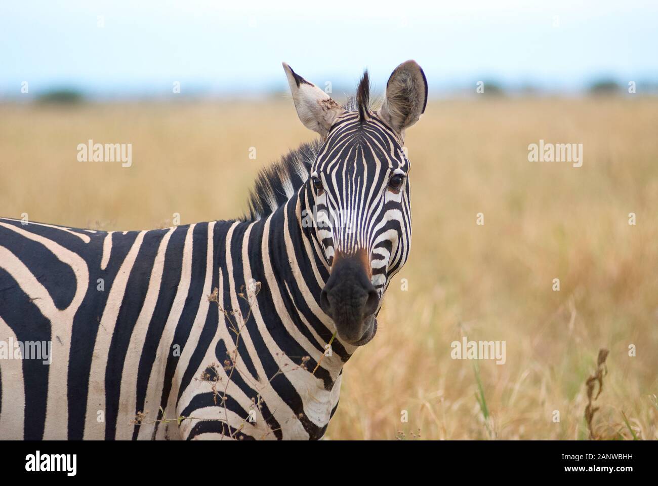 Bye common hi-res stock photography and images - Alamy