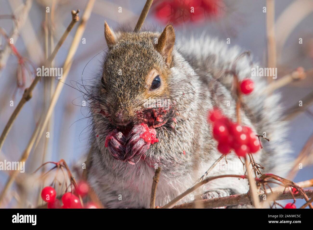 gray squirrel eating rowan berry Stock Photo Alamy
