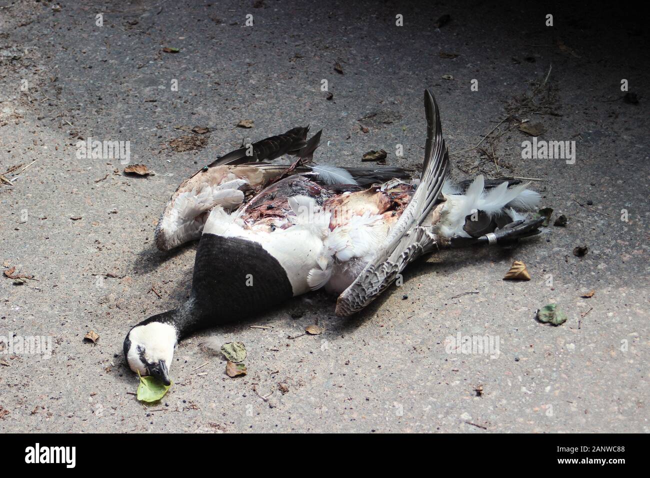 Dead and ripped barnacle goose (Branta leucopsis) at roadside in Helsinki, Finland Stock Photo