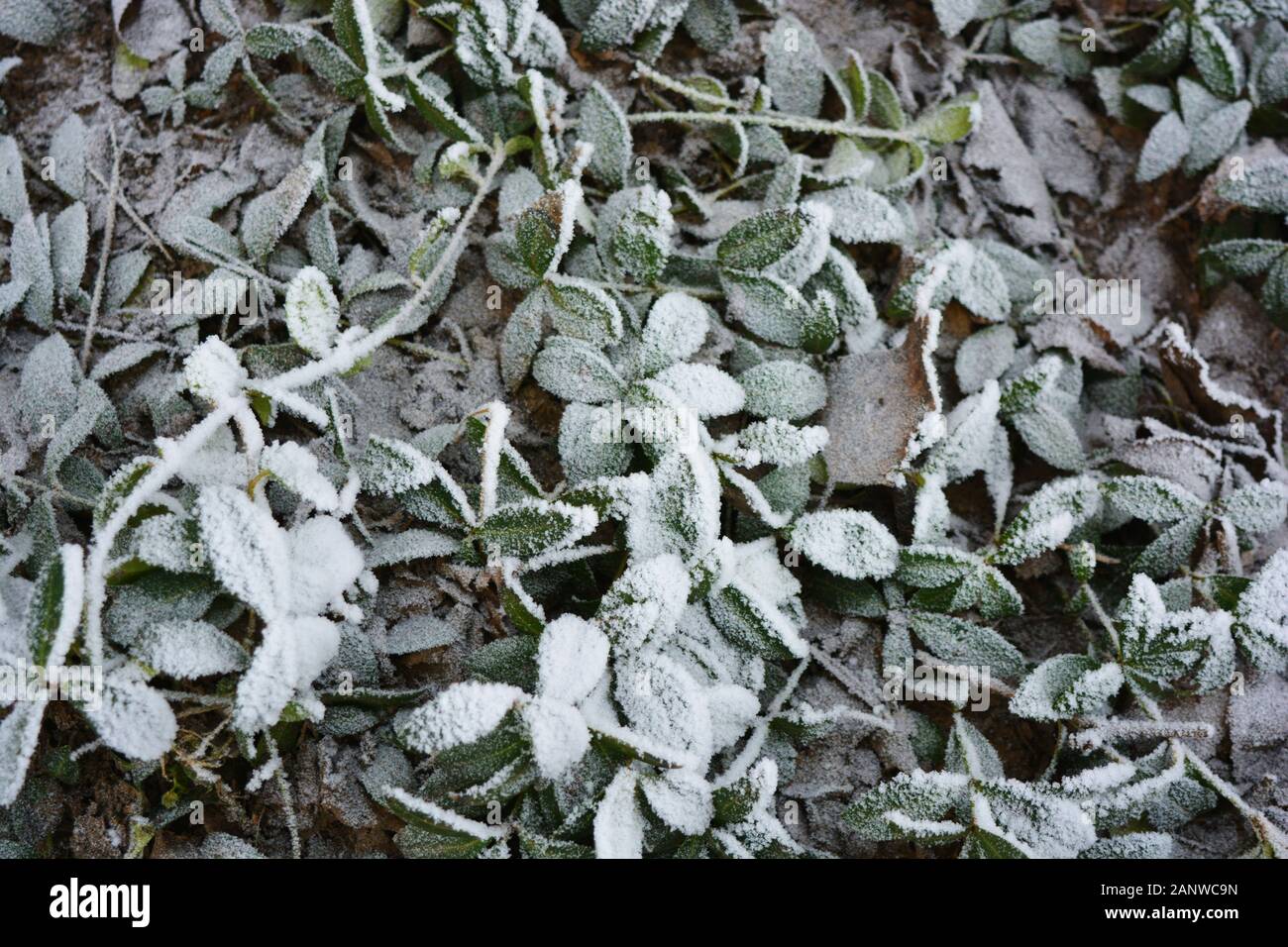 Green leaves of periwinkle lying under white snow, hoar frost in winter,  colorful and delicate background Stock Photo - Alamy