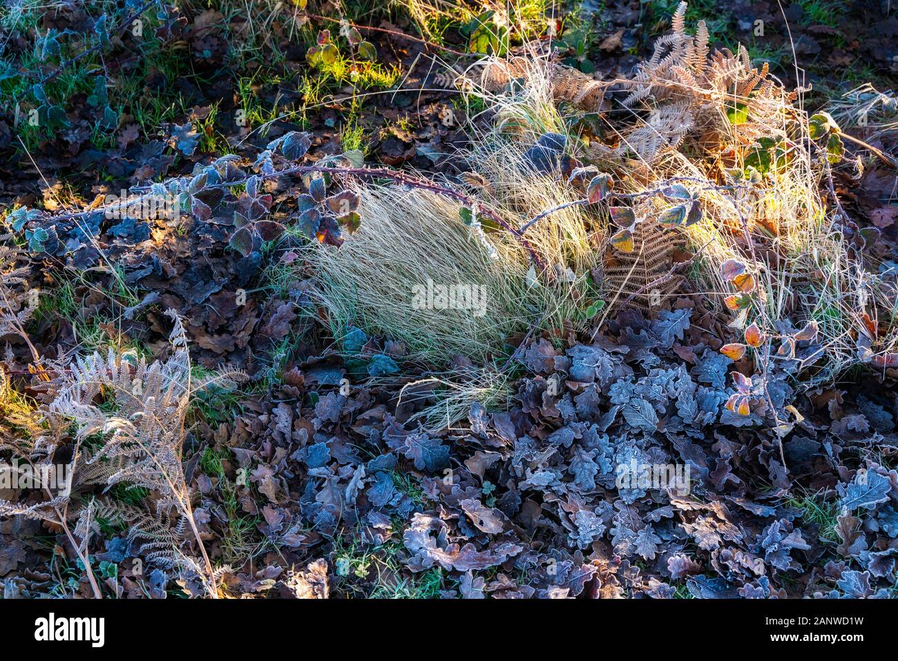 Frosty plants at Chailey Nature reserve in East Sussex Stock Photo