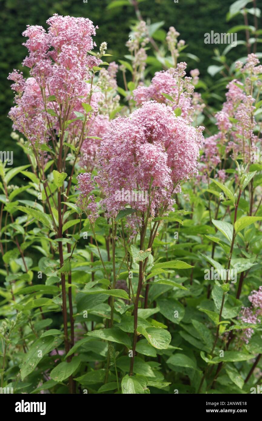 Filipendula rubra Venusta, Meadowsweet variety Stock Photo