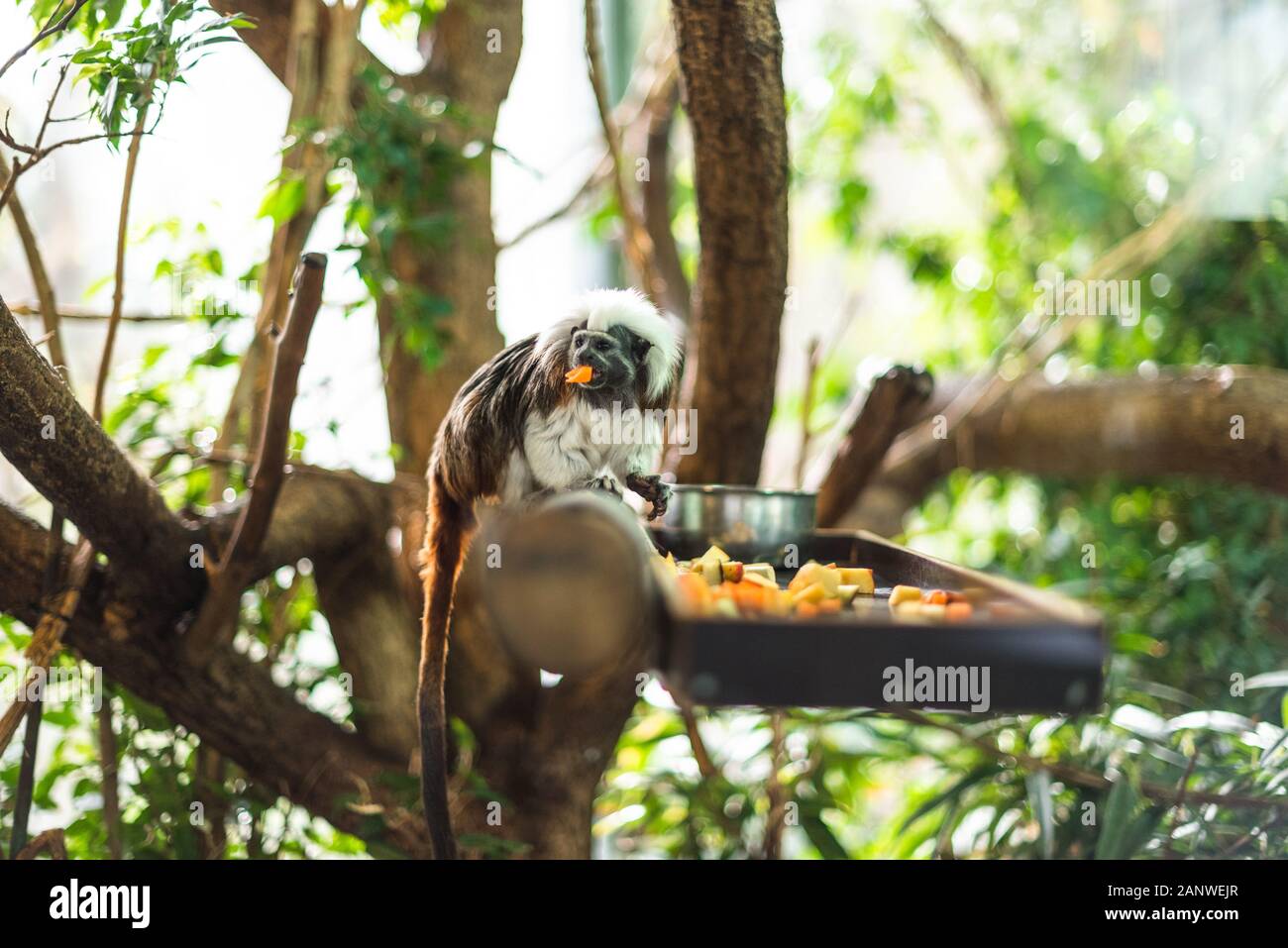 Marmoset on a log eating some fruit green sharp focus branch forest zoo enclosure cute fluffy monkey small Stock Photo