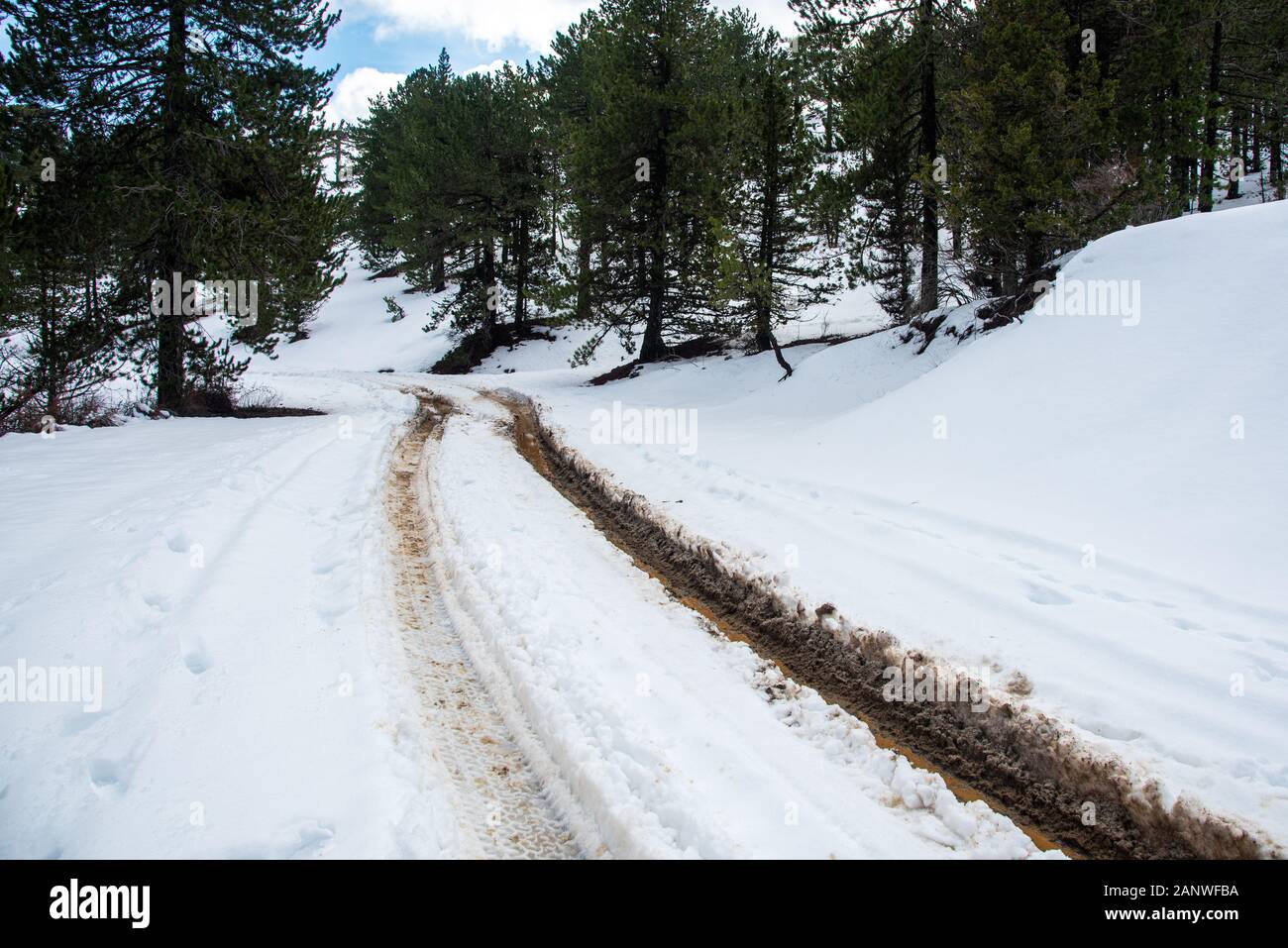 Winter forest landscape with frozen impassable road at Troodos mountains in the island of Cyprus Stock Photo