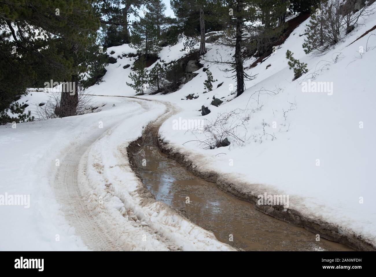 Winter forest landscape with frozen impassable road at Troodos mountains in the island of Cyprus Stock Photo