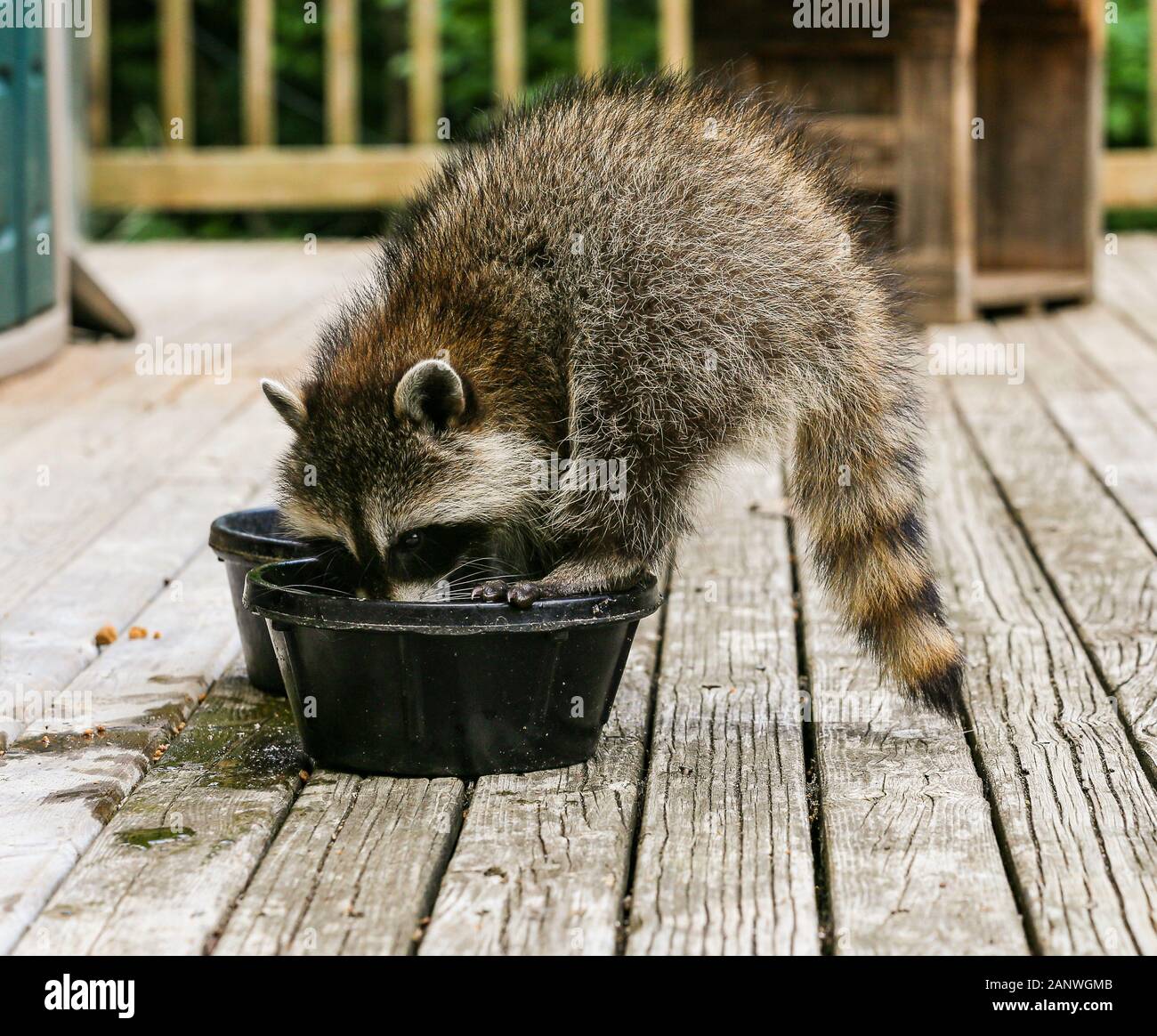 Baby raccoon standing on the rim of one black dog bowl eating and drinking on a wooden deck in summer in Oak Mountain, New Brunswick, Canada. Stock Photo