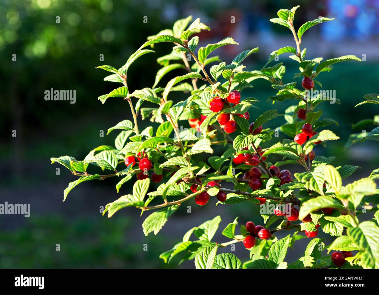 Nanking Cherry.  Prunus tomentosa as background. Korean cherry, mountain cherry, Chinese Bush cherry. Stock Photo