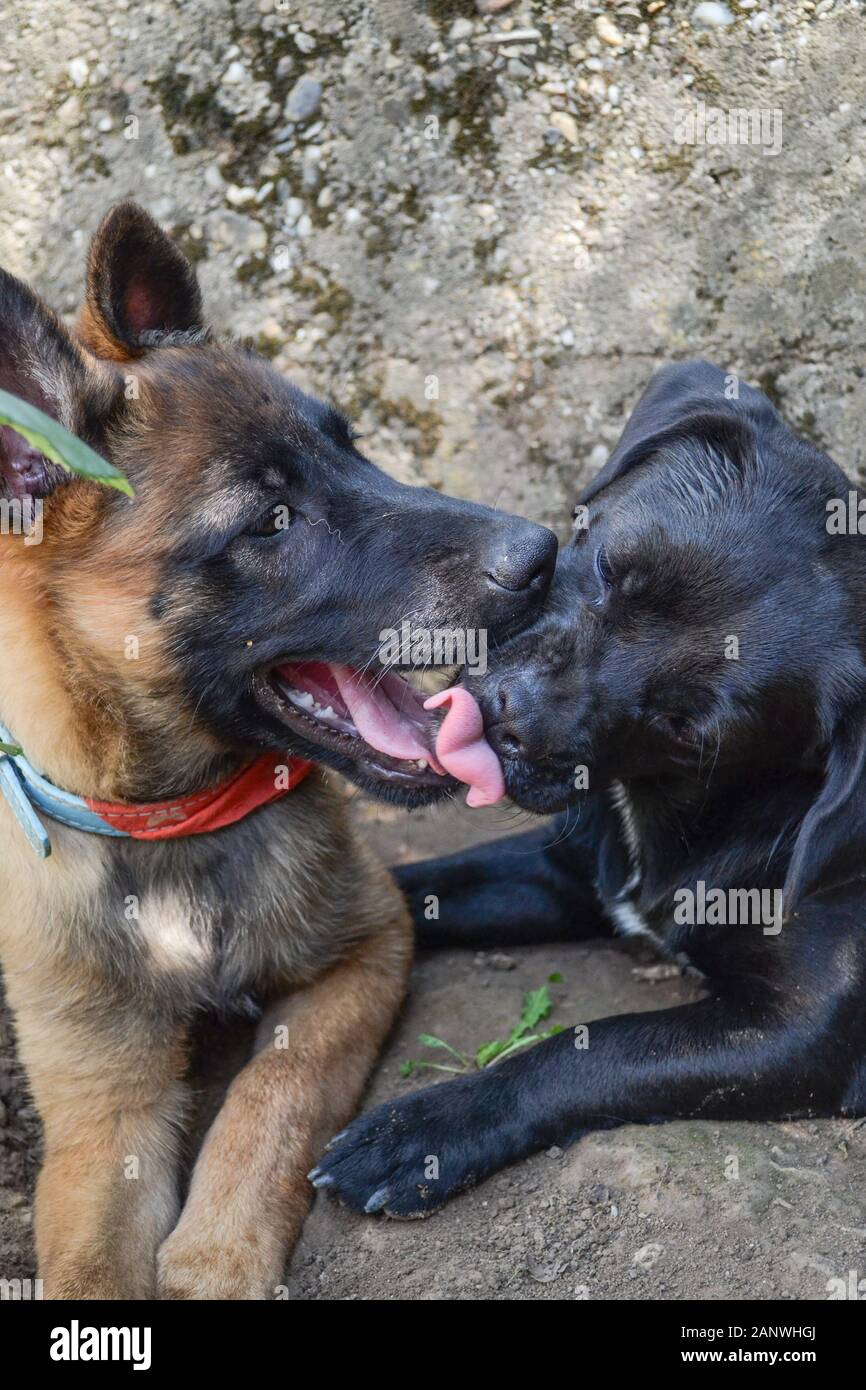3 months Belgian shepherd malinois puppy playing with 1 year black mixed dog, close up Stock Photo