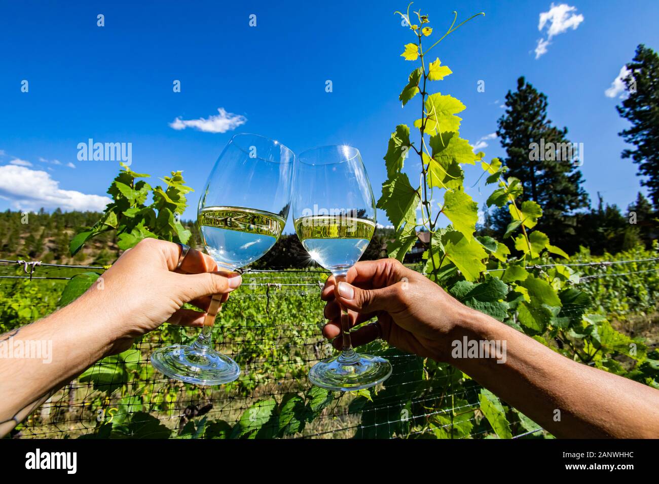 two hands holding and cheering glasses of pale clear white wine against