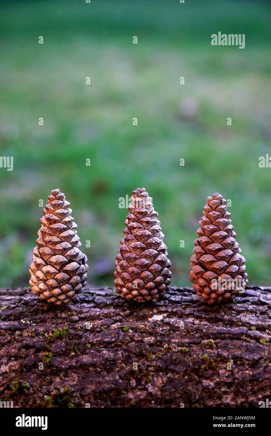 Pine cones on log Stock Photo