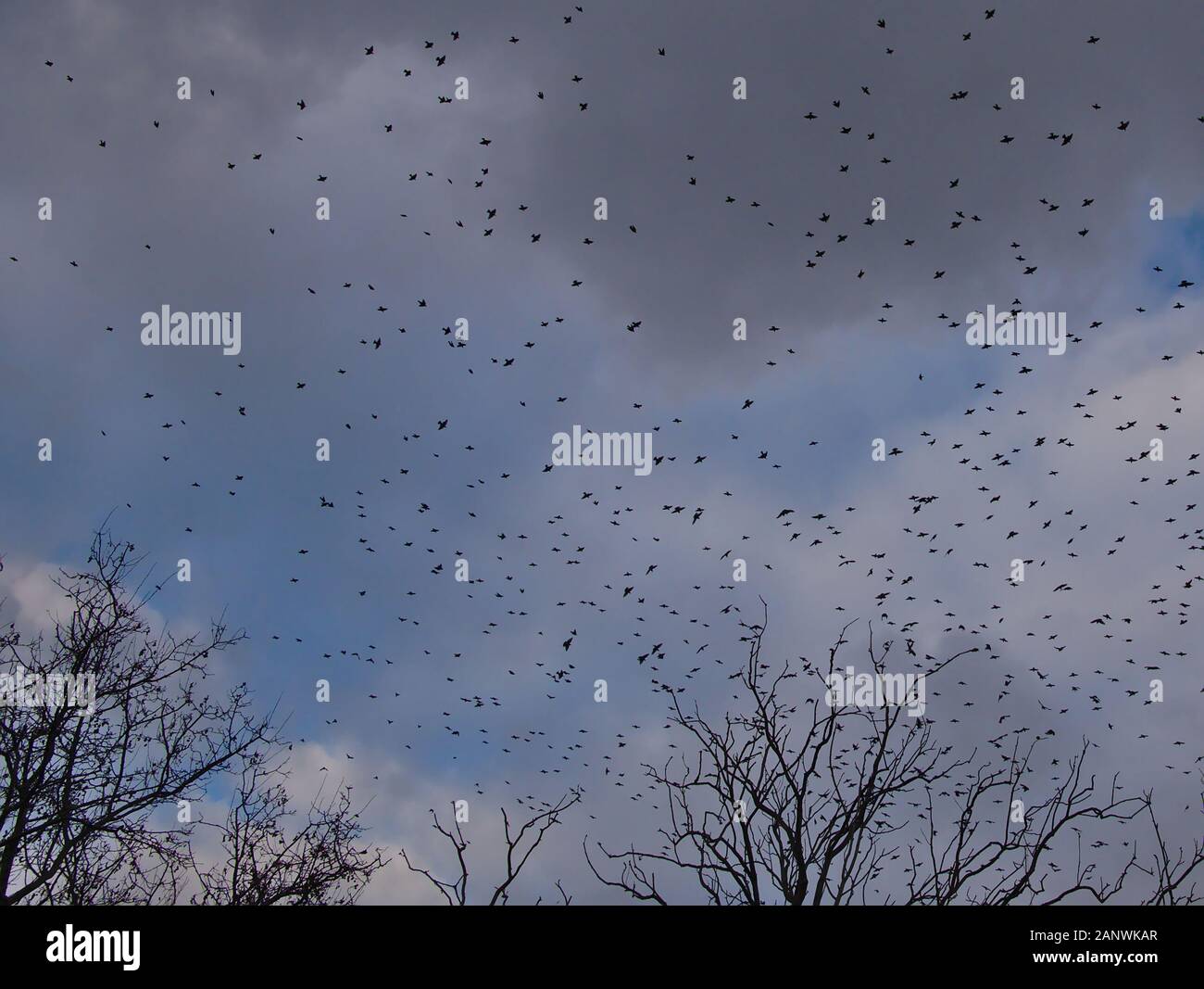 A lot of birds flying in the sky hi-res stock photography and images ...