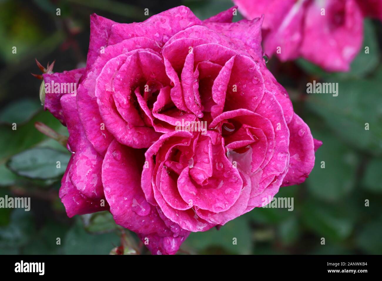 Blackberry nip rose hi-res stock photography and images - Alamy