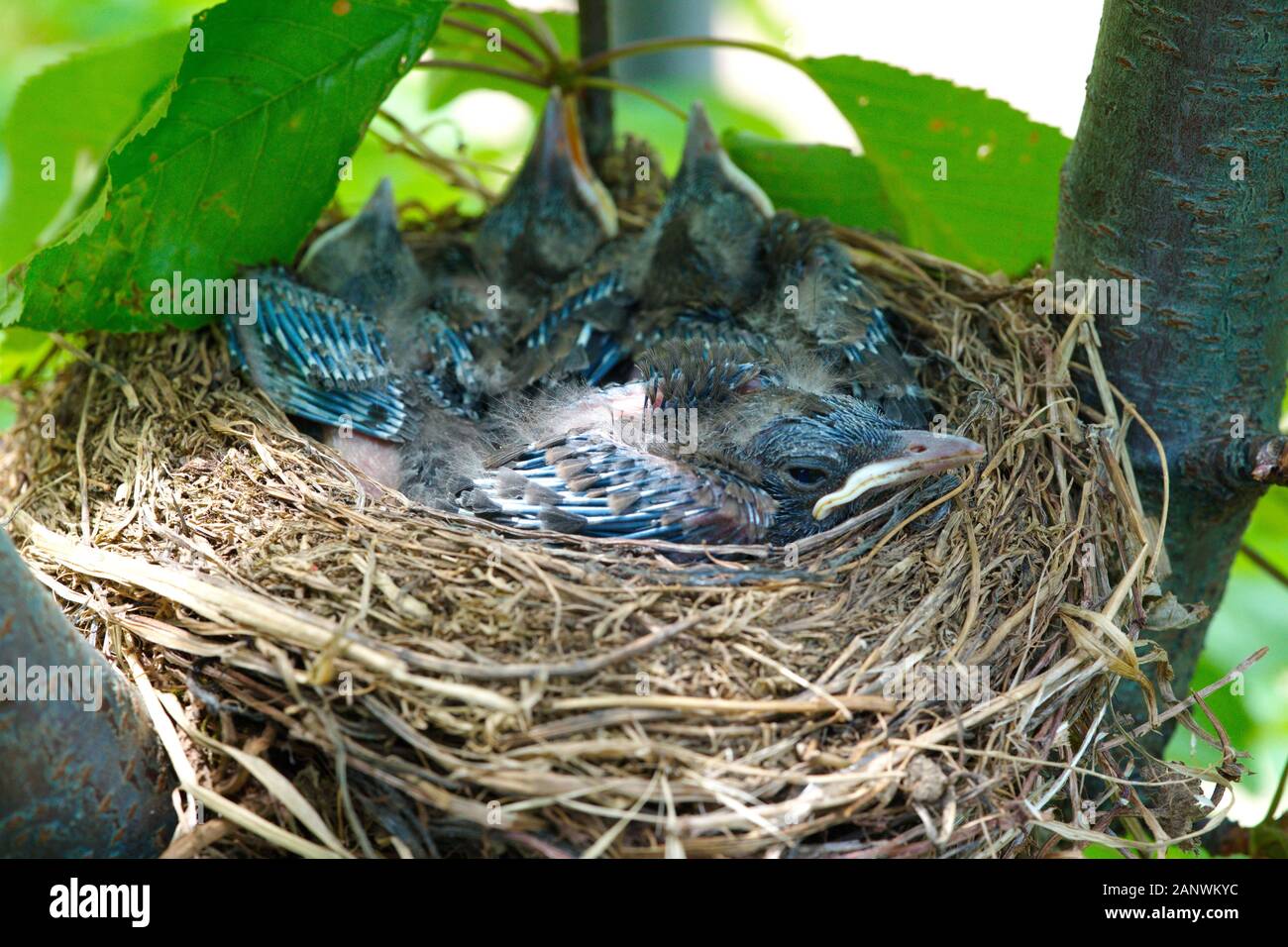 Blue Jay Nest High Resolution Stock Photography And Images Alamy