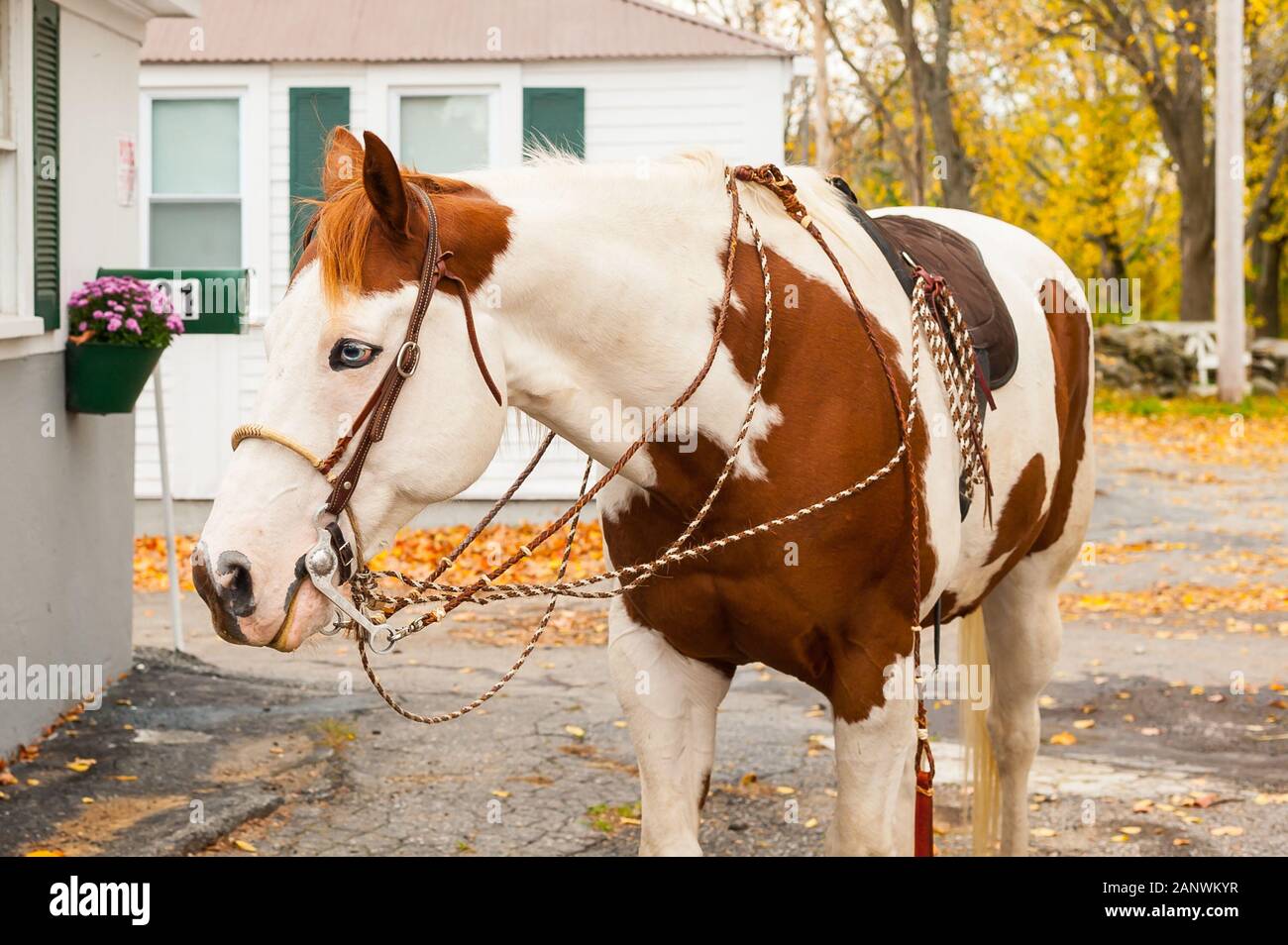 Speckled horse with blue eyes Stock Photo Alamy