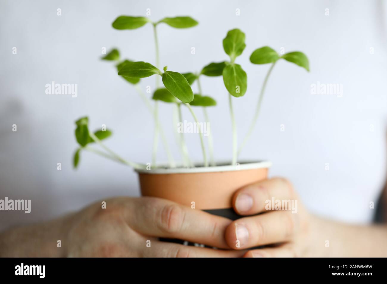 Male hand hold pot with green shoots closeup. Stock Photo