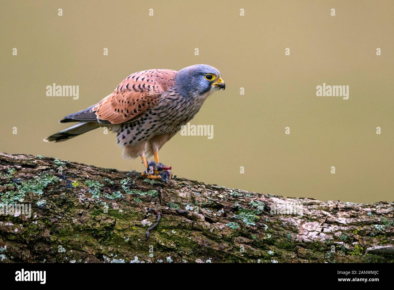 Turmfalke (Falco tinnunculus) Männchen Stock Photo