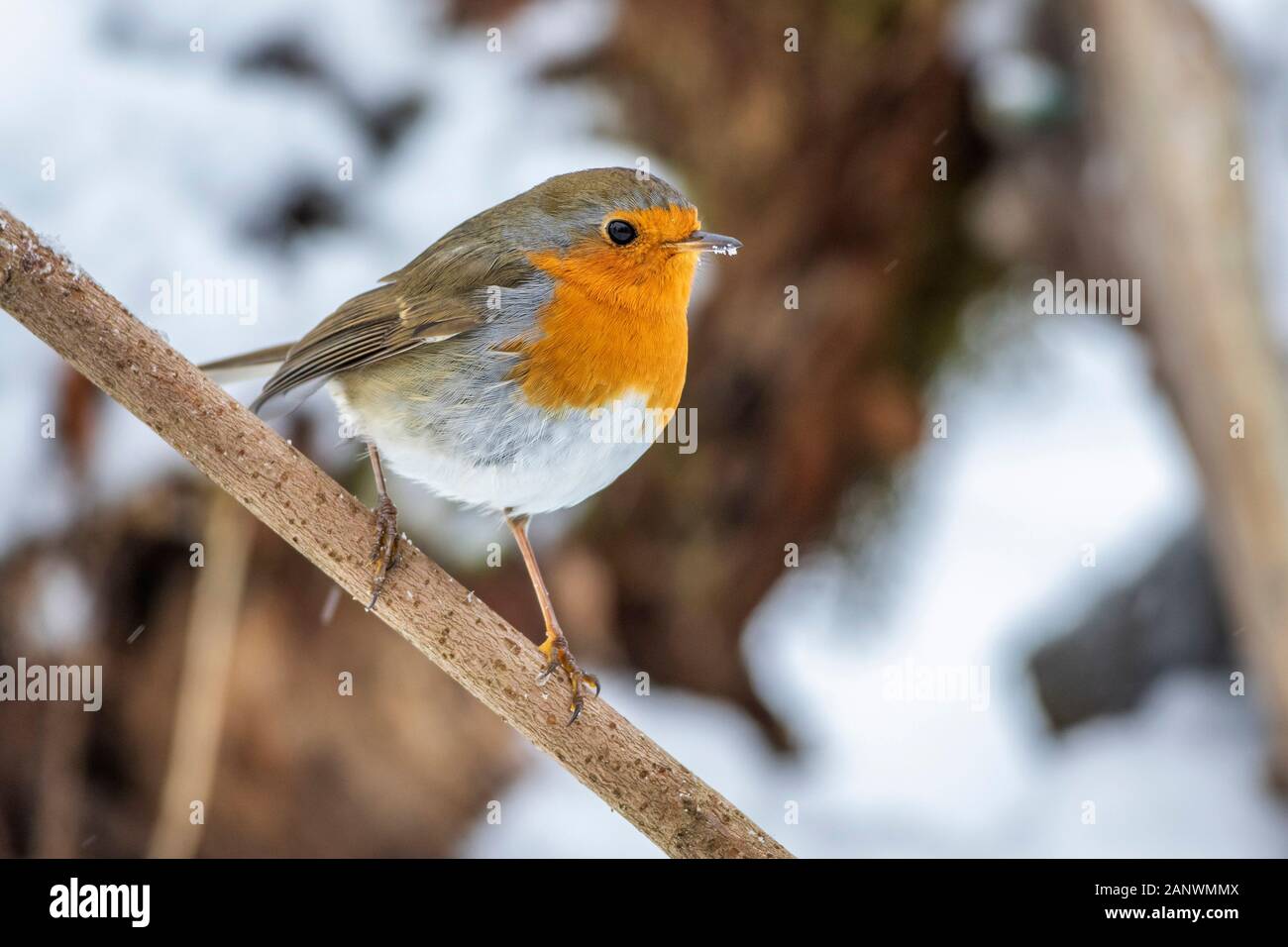 Adulter Stock Photos Adulter Stock Images Alamy