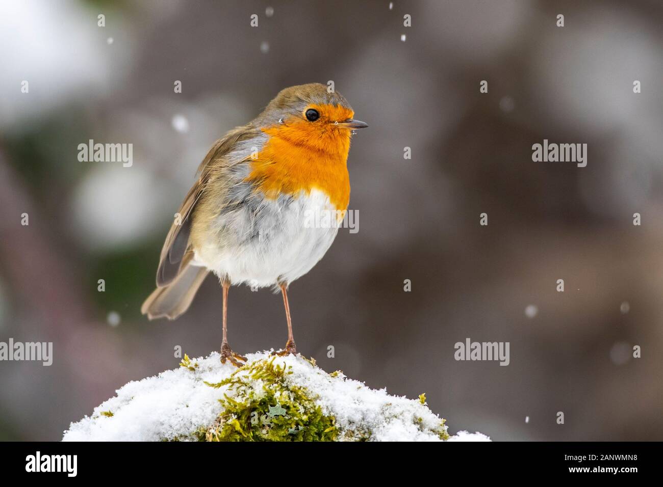 Adulter Stock Photos Adulter Stock Images Alamy