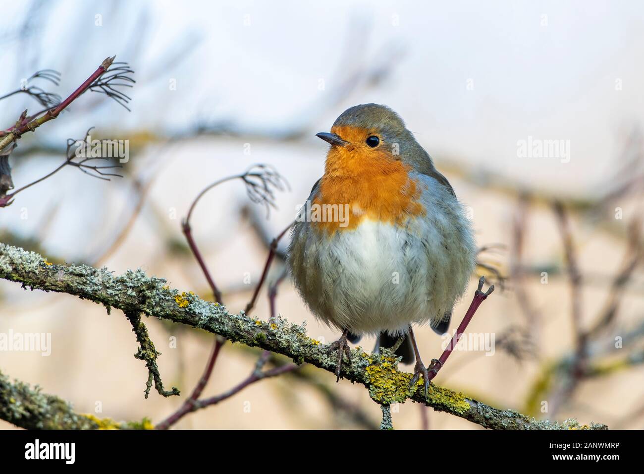 Adulter Stock Photos Adulter Stock Images Alamy