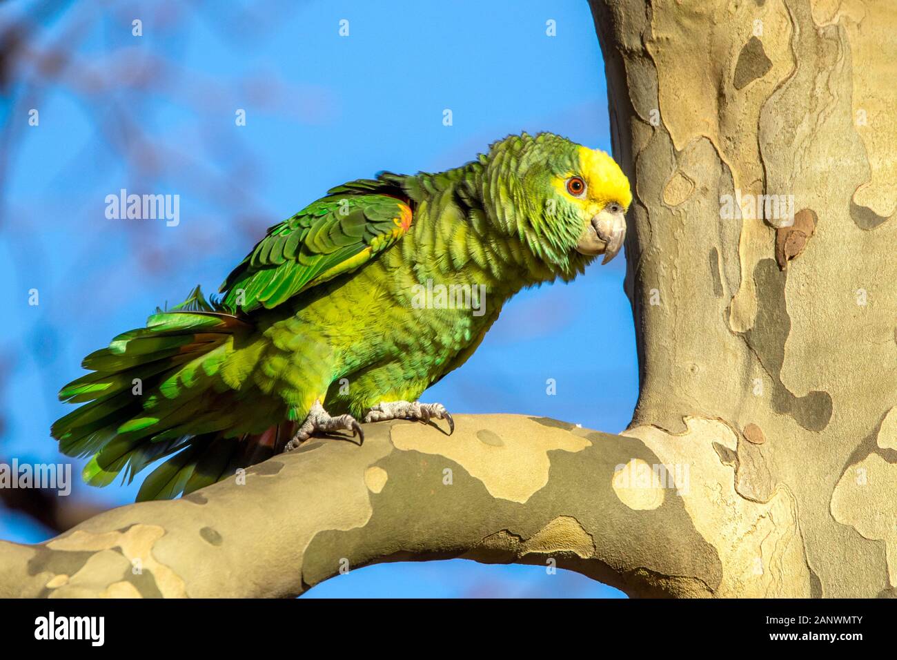 Gelbkopfamazone (Amazona oratrix) Stock Photo