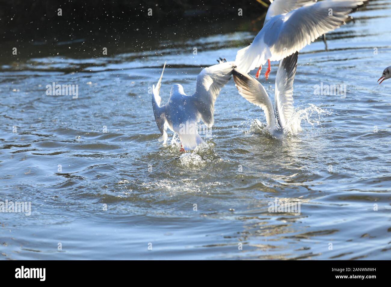 Braunton Marsh, Braunton, North Devon, UK. 19th Jan, 2020. Seagulls and Swans vy for food on Braunton Marsh, a site of special scientific interest, a triple SI location. Credit: Natasha Quarmby/Alamy Live News Stock Photo