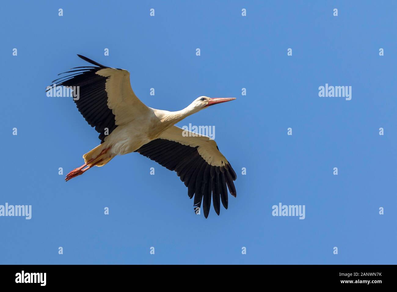 Weiss-Storch, Weissstorch, Weiß-Storch, Weißstorch, Storch, im Flug,  Flugbild, fliegend, Ciconia ciconia, white stork, stork, flight, flying,  Cigogne Stock Photo - Alamy