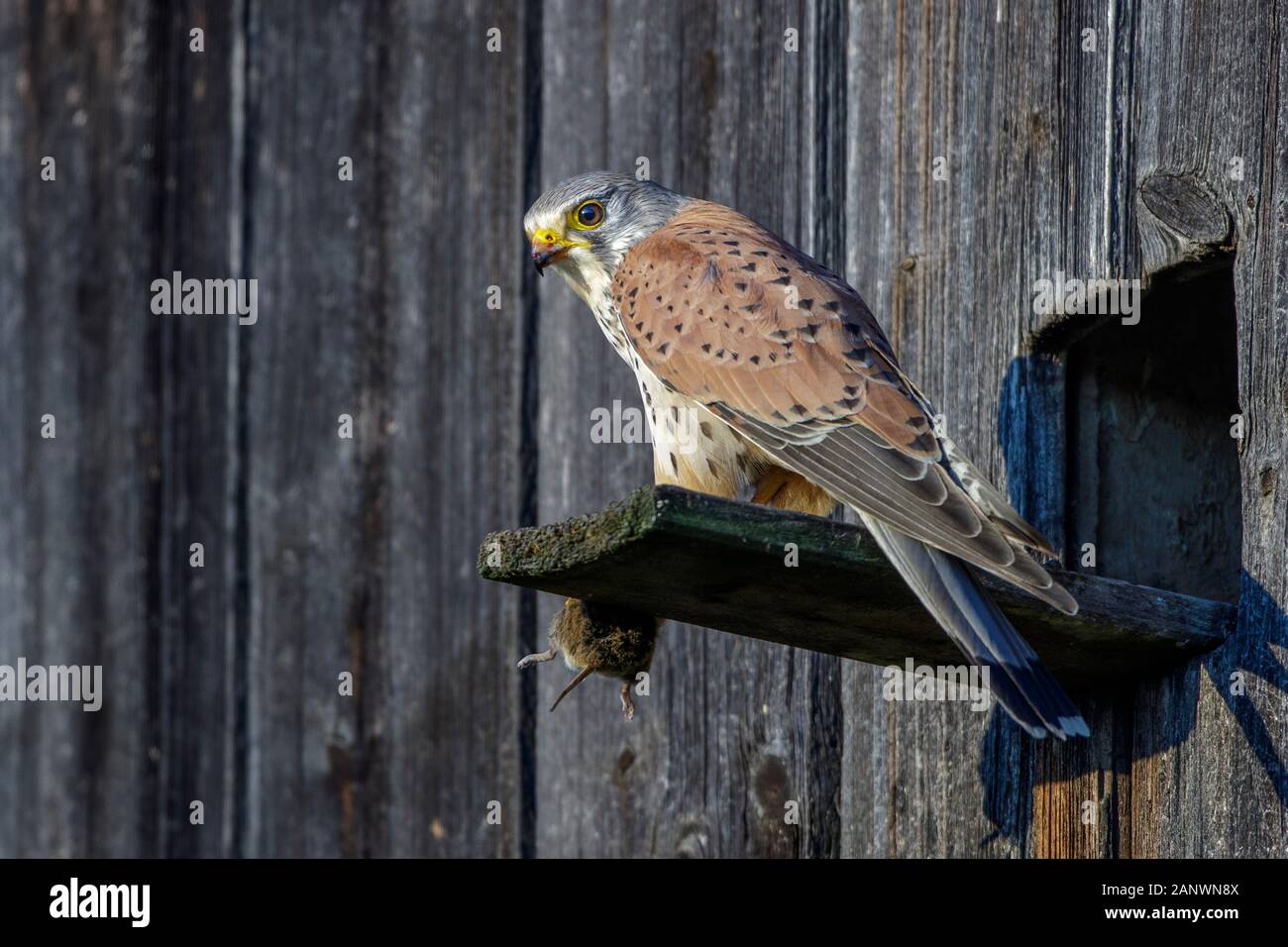 Turmfalke (Falco tinnunculus) Männchen mit Maus Stock Photo