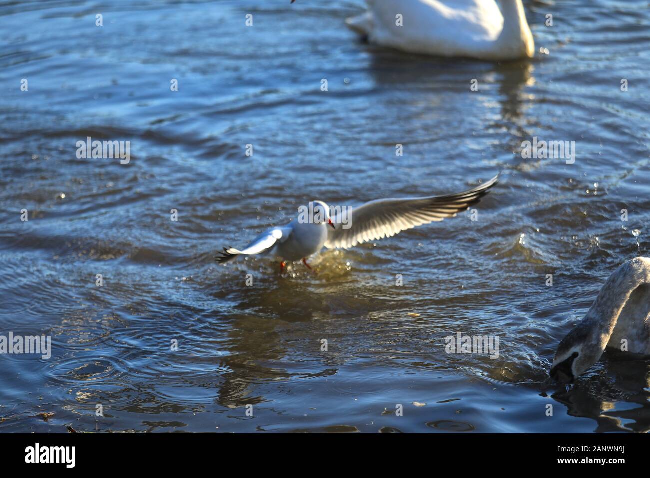 Braunton Marsh, Braunton, North Devon, UK. 19th Jan, 2020. Seagulls and Swans vy for food on Braunton Marsh, a site of special scientific interest, a triple SI location. Credit: Natasha Quarmby/Alamy Live News Stock Photo