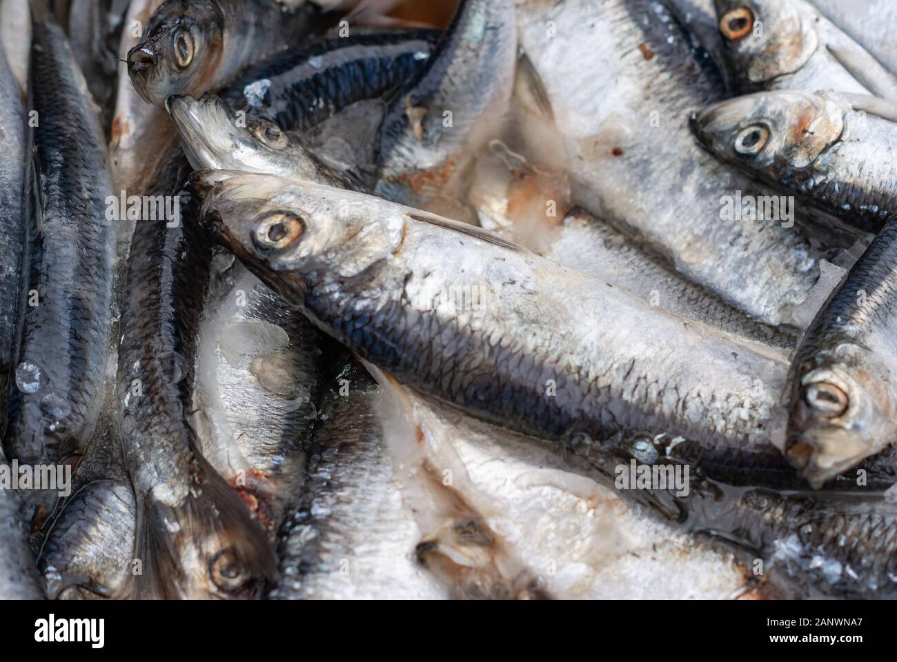 Multiple small silver fish frozen in a group Stock Photo