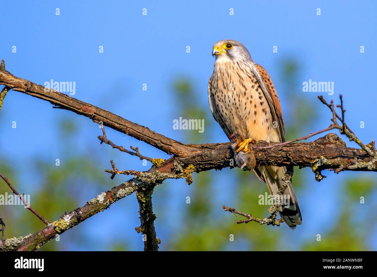 Turmfalke (Falco tinnunculus) Männchen Stock Photo