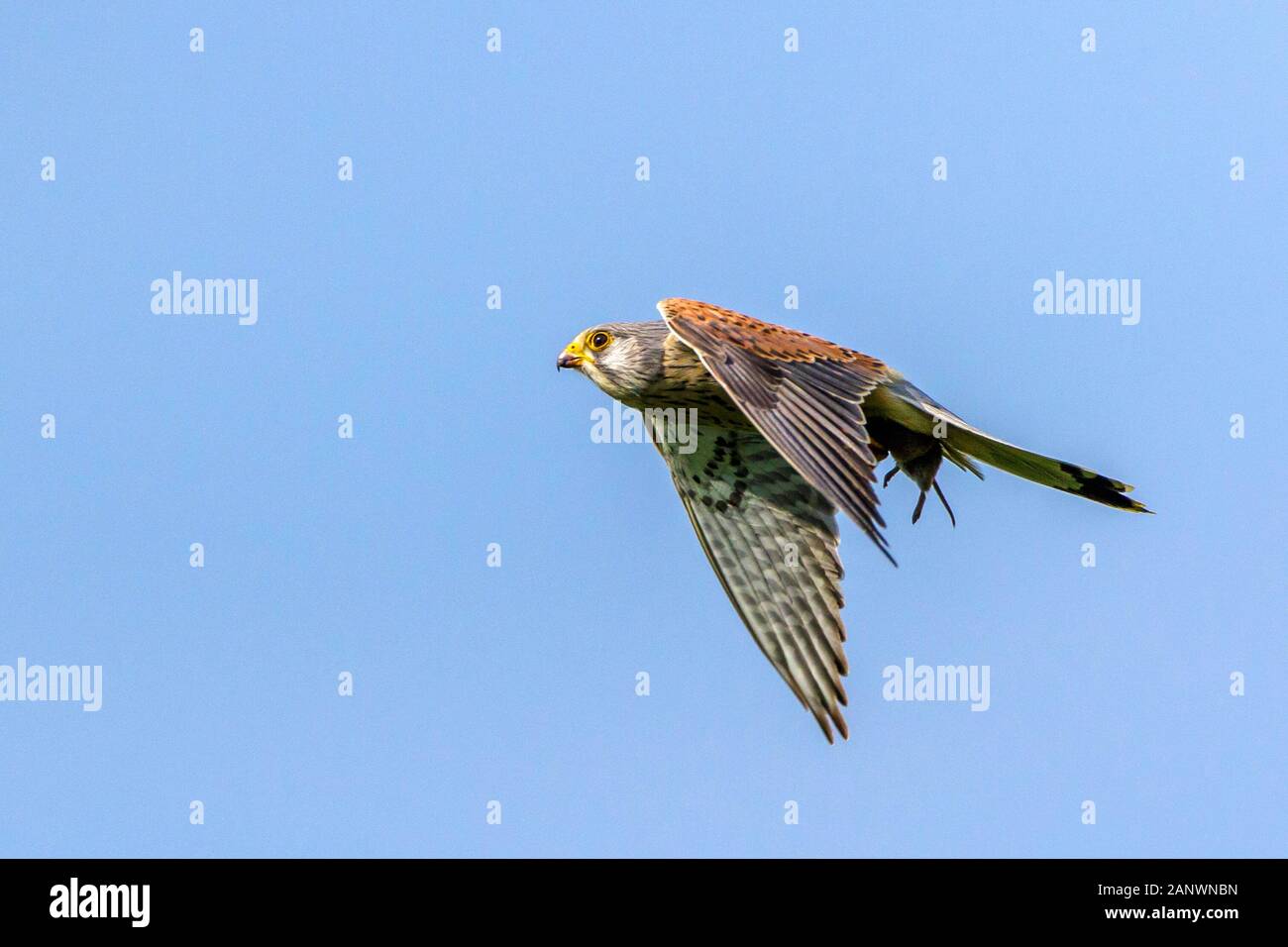 Turmfalke (Falco tinnunculus) Männchen Stock Photo